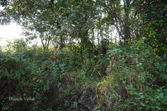 Dendrophthoe falcata